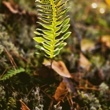 Kallioimarre (Polypodium vulgare)