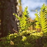 Kallioimarre (Polypodium vulgare)