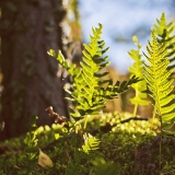 Polypodium vulgare