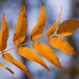 Mountain ash (Sorbus aucuparia)