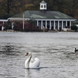 A swan in Hyde Park's Serpentine lake