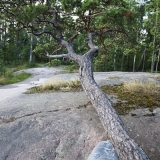 A pine rests on a rock