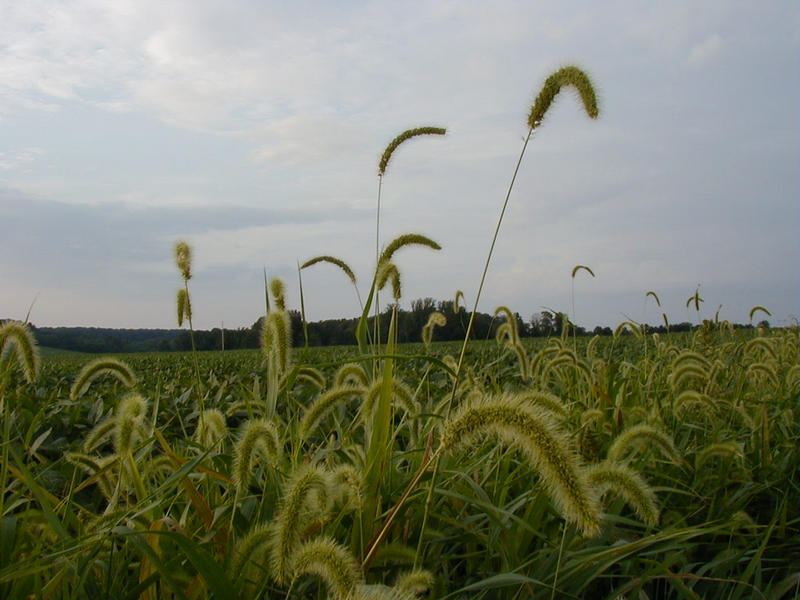 Soy beans growing on a field