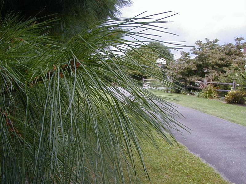 Needles in a tree along a driveway