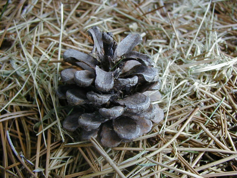 A cone
