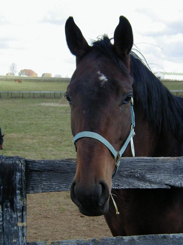 A horse looks over a fence