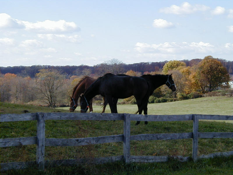 Horses at the grazing ground