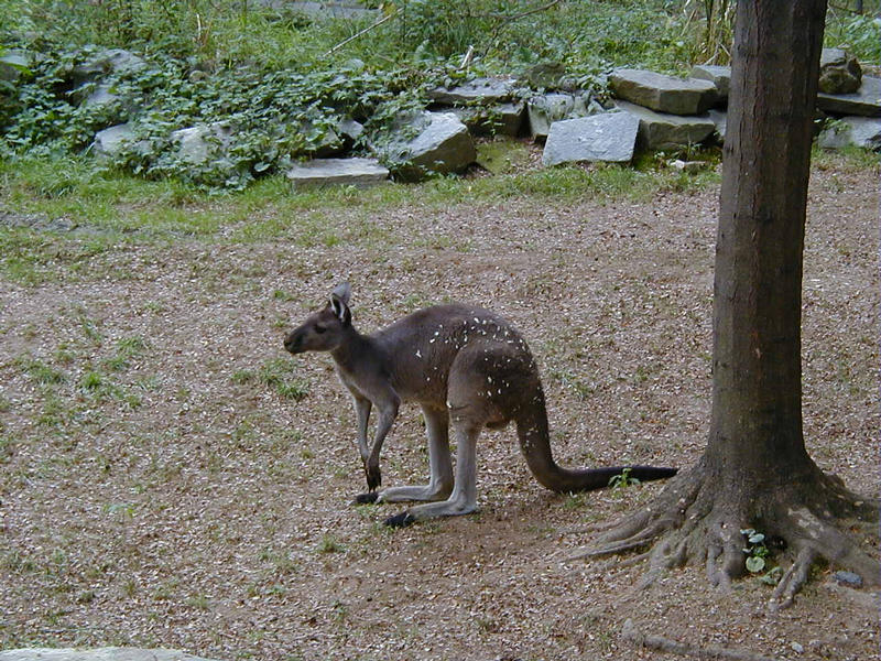 A kangaroo at the Smithsonian National Zoological Park