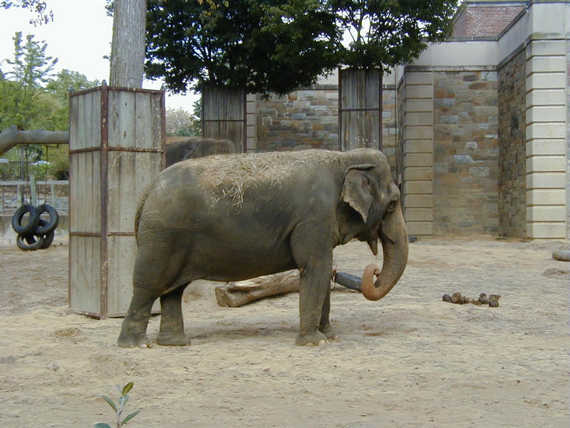 Norsu Smithsonian National Zoological Parkissa