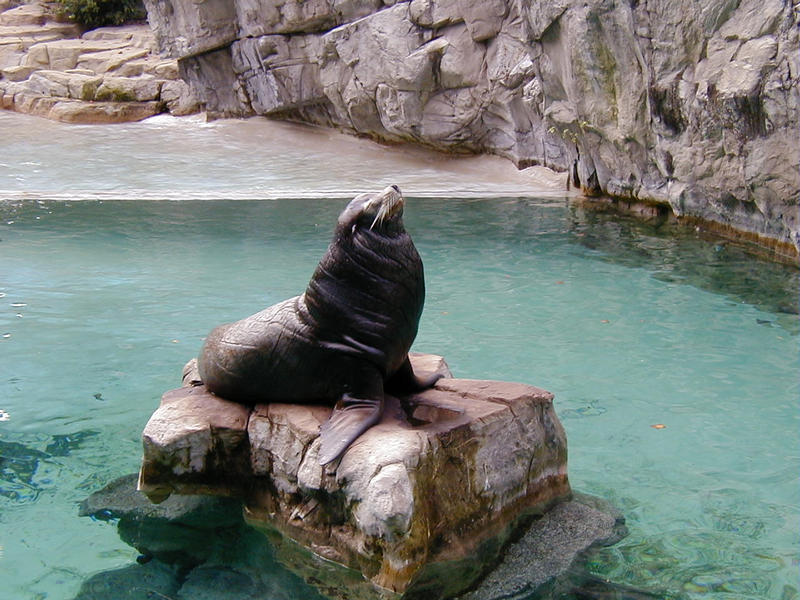 A seal at the Smithsonian National Zoological Park