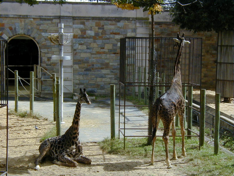 Kirahveja Smithsonian Natinal Zoological Park -elintarhassa