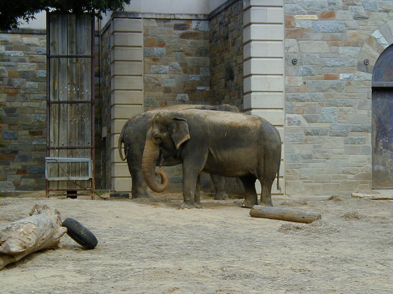 Elephants at the Smithsonian Zoological Park