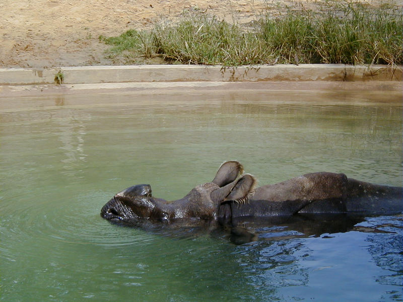A hippo in a pond at the Smithsonian National Zoological Park