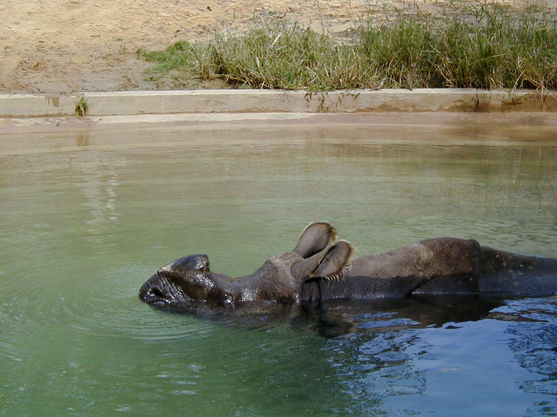 Virtahepo lammikossa Smithsonian National Zoological Parkissa