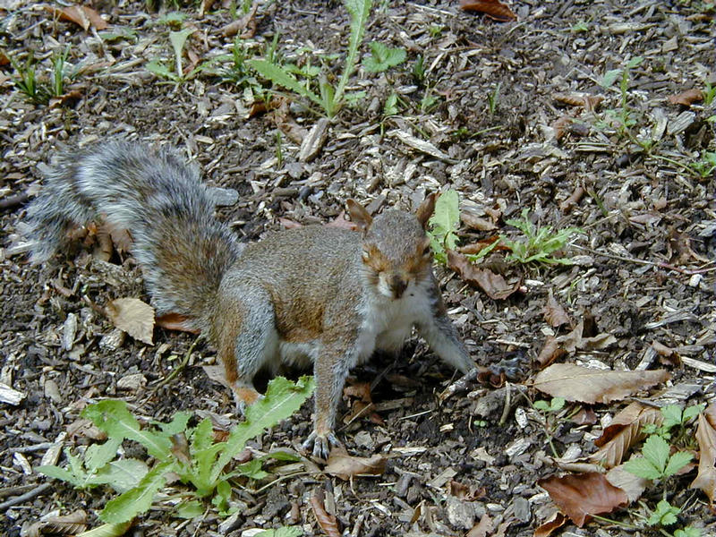 Orava
