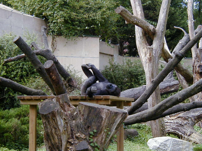 A gorilla relaxing himself at the Smithsonian National Zoological Park