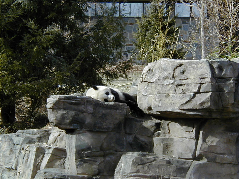 A panda bear at the Smithsonian National Zoological Park