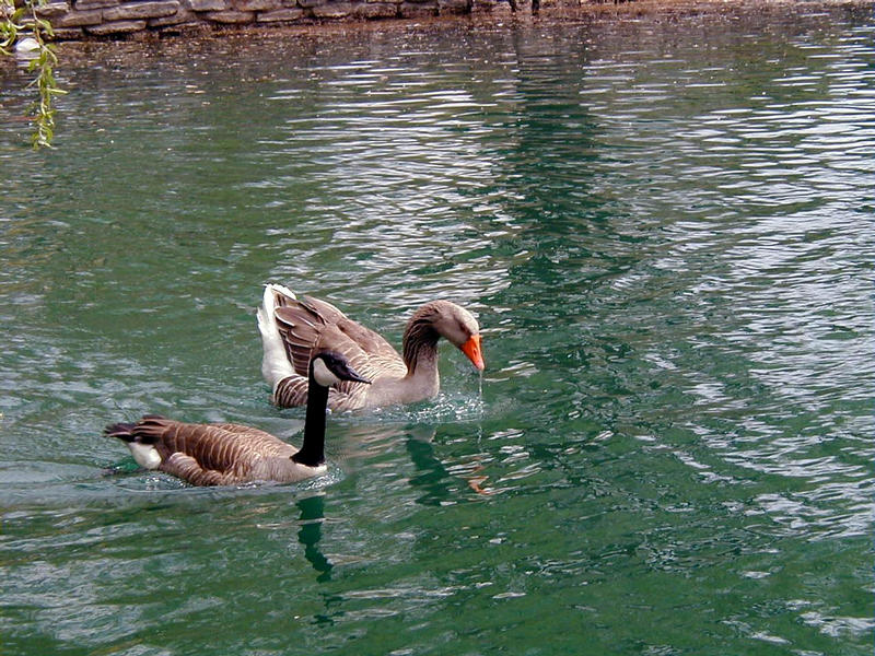 Ducks in a pond