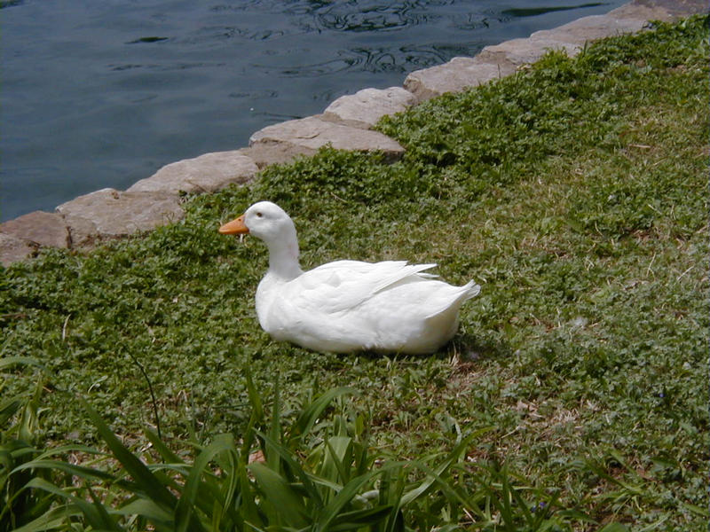 A duck resting on the lawn by a pond