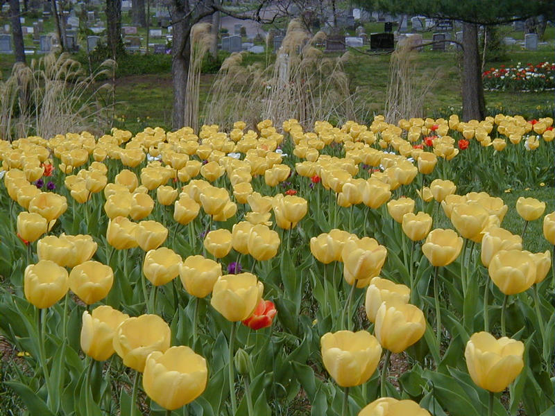 Tulips at a graveyard