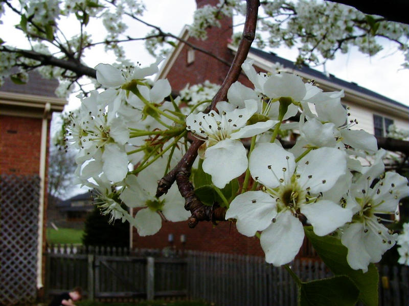 Flowers of a Bradford Pears