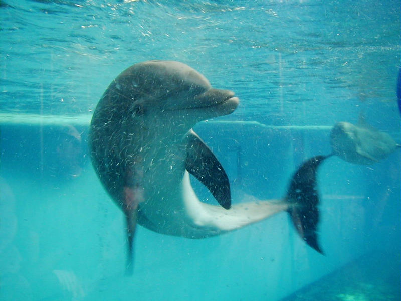 A dolphin at the Baltimore National Aquarium