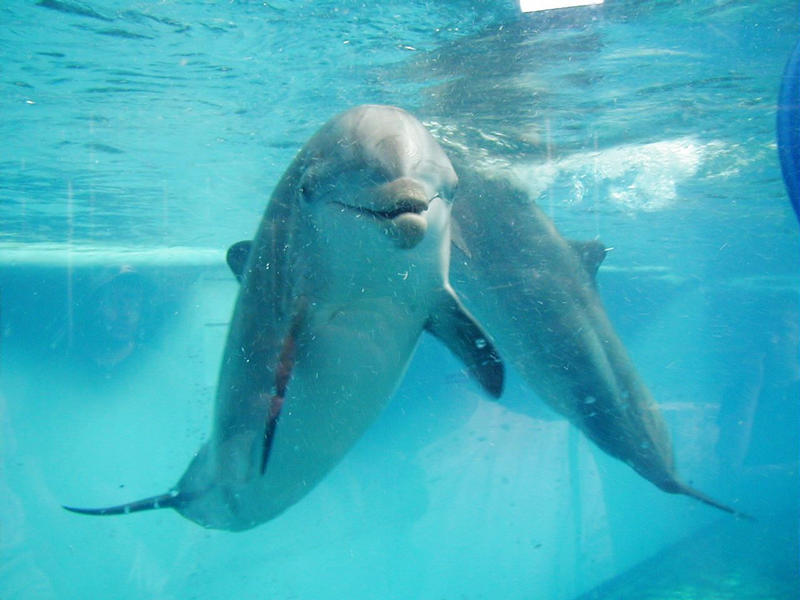 A dolphin at the Baltimore National Aquarium