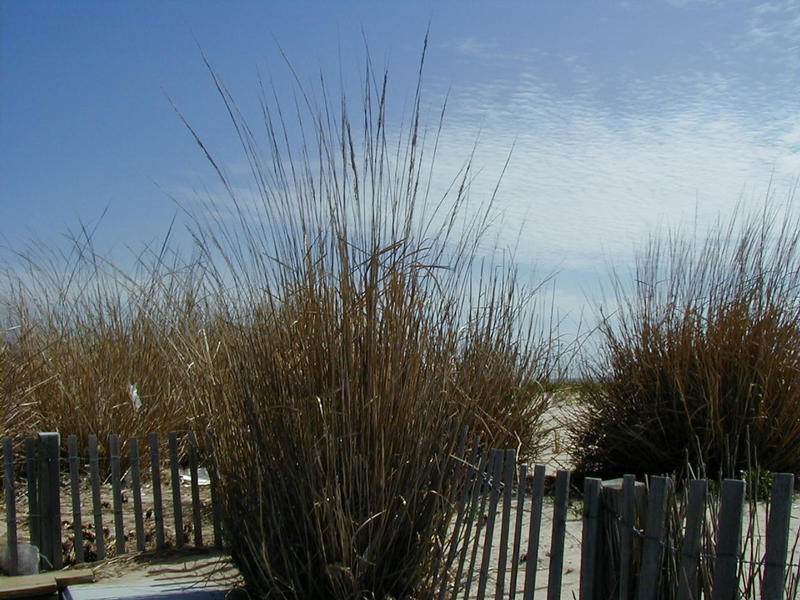 Reeds at the beach