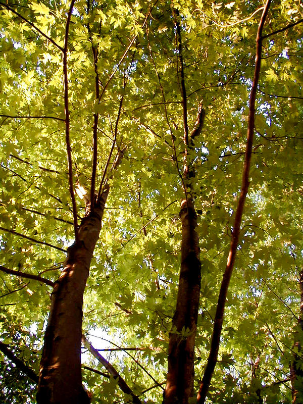 Leafy trees from the frog perspective