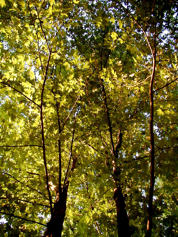 Leaves in a tree