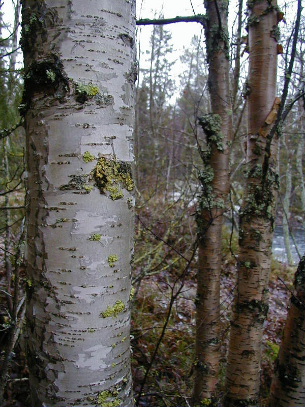 Birch trees