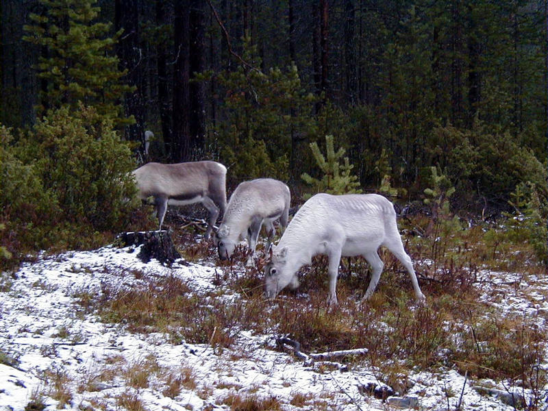 Reindeers