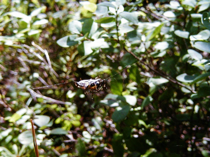 A spider building a cobweb