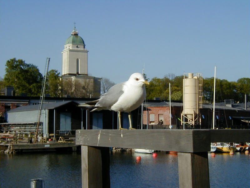 A seagull and the Alexander Nevski's church in Suomenlinna