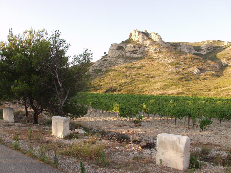A vineyard and the Alpilles