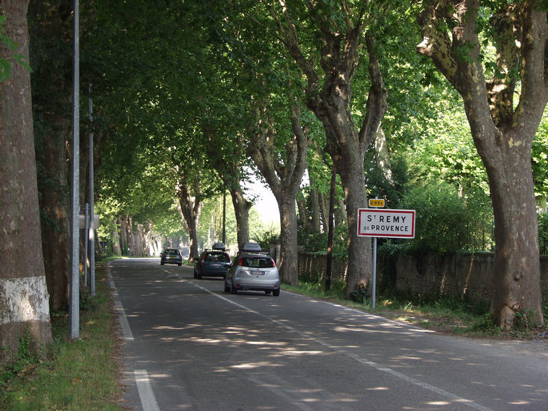 A road shadowed by trees