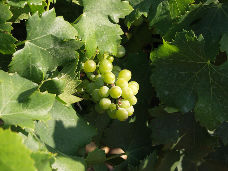 Wine grapes