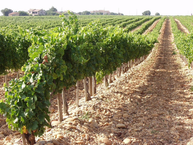 A wine field