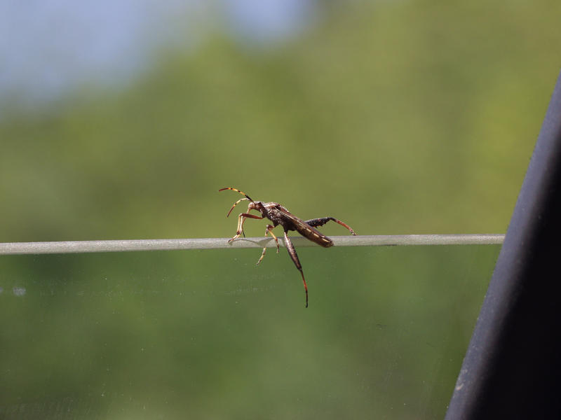 A bug on the car window