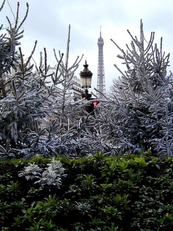 Firs on the Champs Elyses, the Eiffel tower in the background