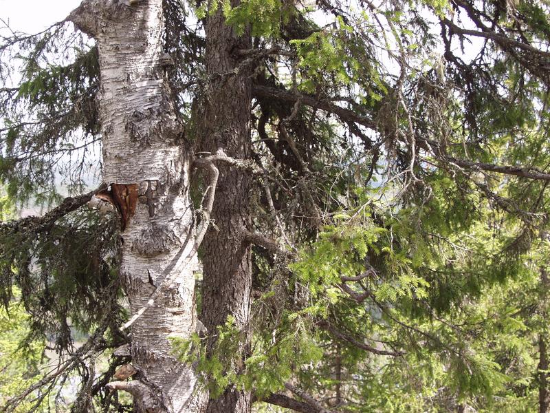 A birch and a fir