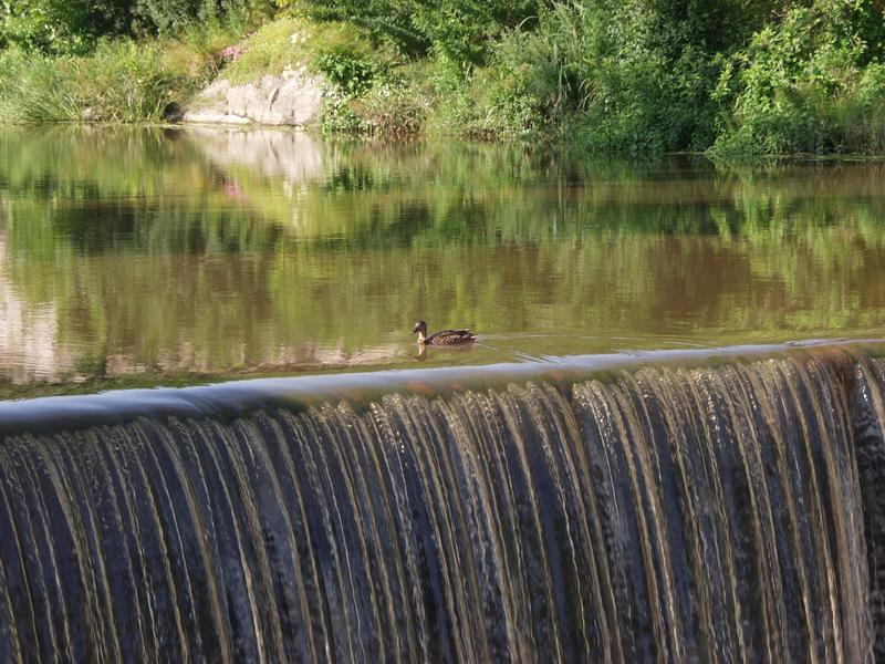 A duck swimming at the edge of the Vanhankaupunginkoski rapids