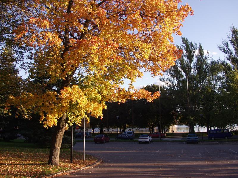 A maple tree in the fall colors in front of the Helsinki city theatre