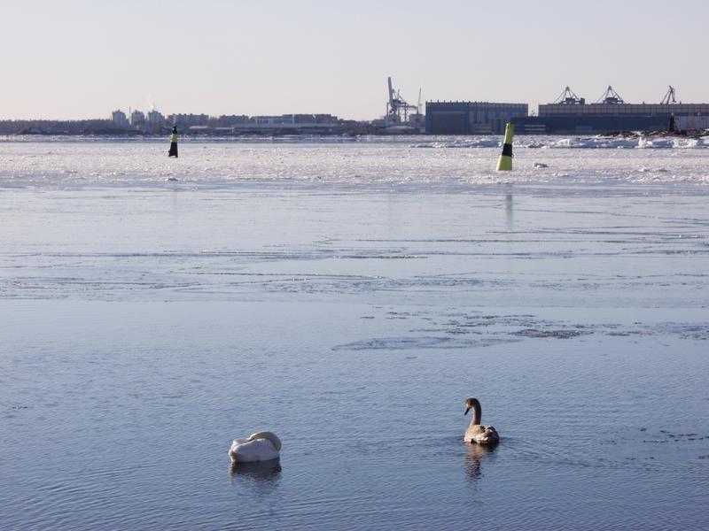 Swans in front of Lnsi-Mustasaari