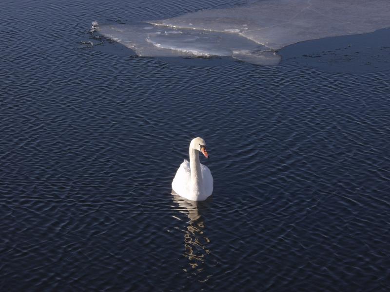 One of the first swans this spring