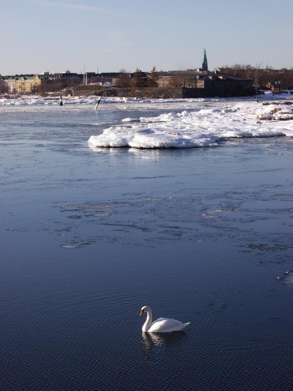 A swan in front of Southern Helsinki