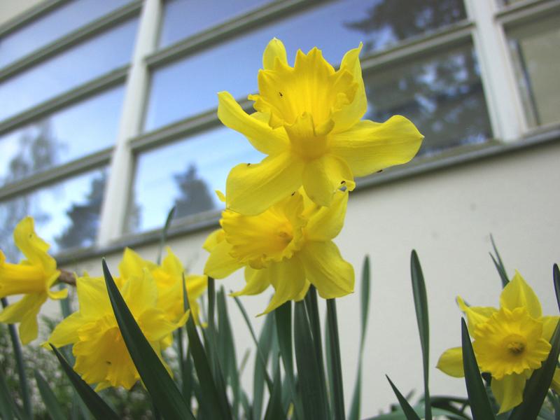 Narcissus in front of Kiljava hospital