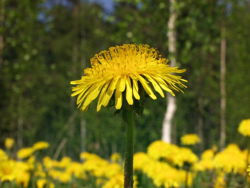 A dandelion in a field of dandelions