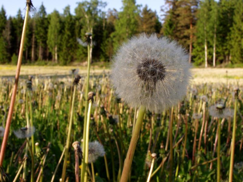 A dandelion in a field of dandelions