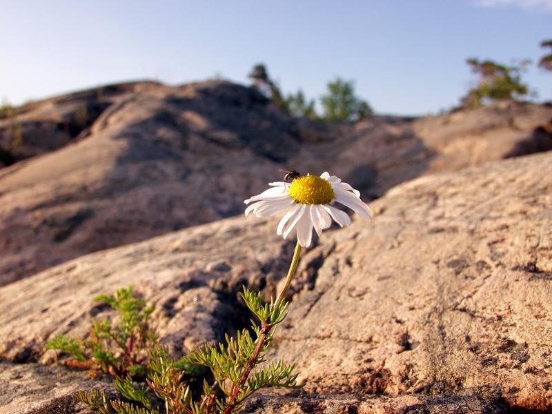 Peltosaunio rantakalliolla